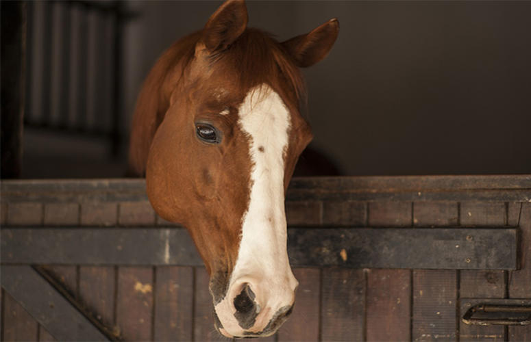 Surto de influenza equina na Argentina alerta brasileiros