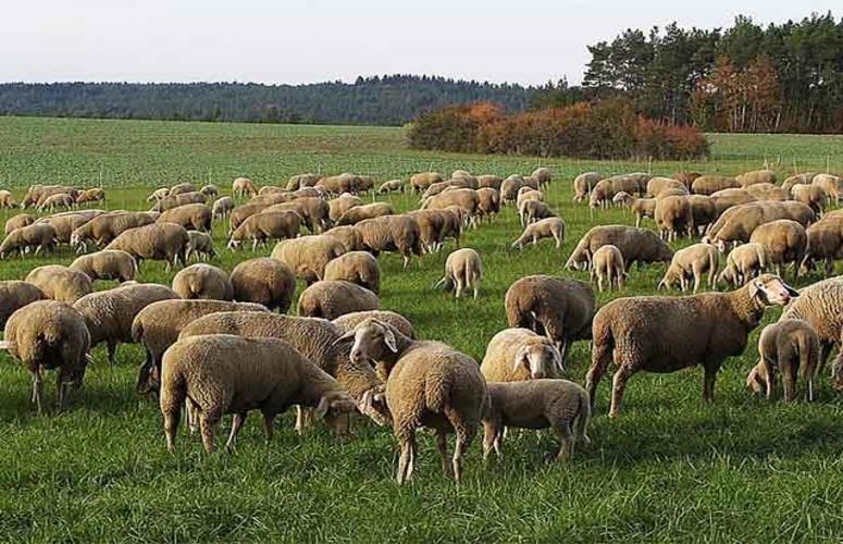 Temporada de ovinos requer cuidados de manejo e sanidade