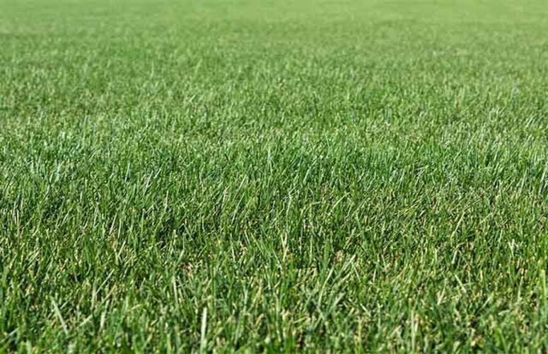 Oito dicas para o manejo do pasto no período das águas