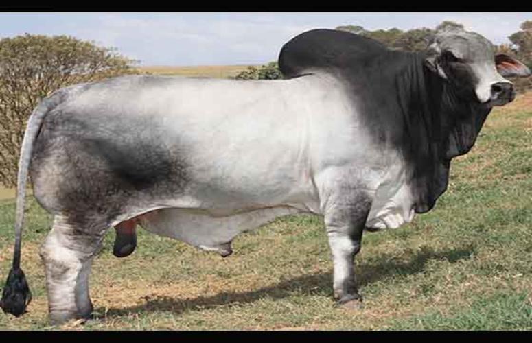 Touro brasileiro é eleito o melhor da raça Brahman no mundo