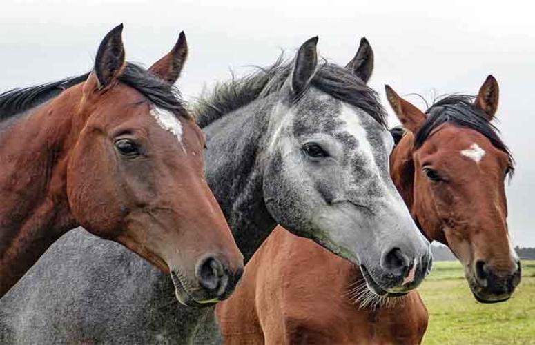Criadores buscam cavalos nacionais ao invés de importados