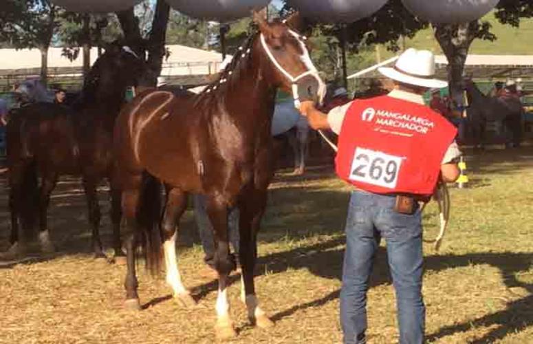 Morfologia e marcha picada marcam primeiro dia do 31° CBM