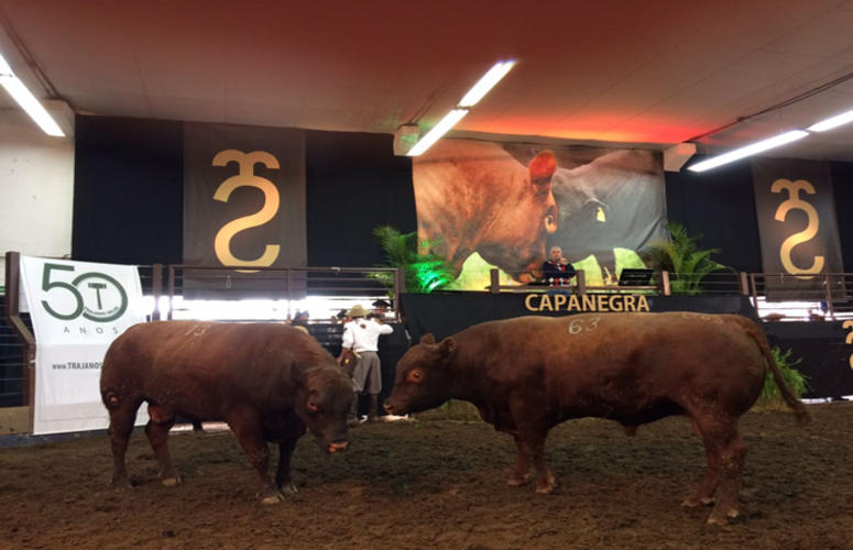 Novembro abre com leilões de Nelore, Gir, Cavalo Crioulo e Mangalarga Marchador