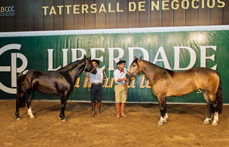 Leilão Potros da Liberdade fatura R$ 701 mil em vendas da raça Crioula