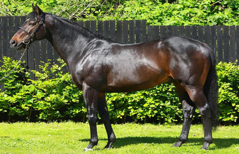 Câmara aprova projeto que torna Bagé a capital do PSI