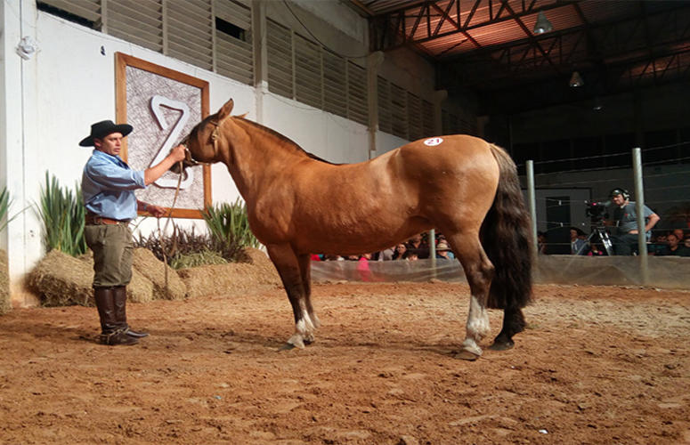 Remate da Fazenda Liscano encerra Expofeira de Pelotas