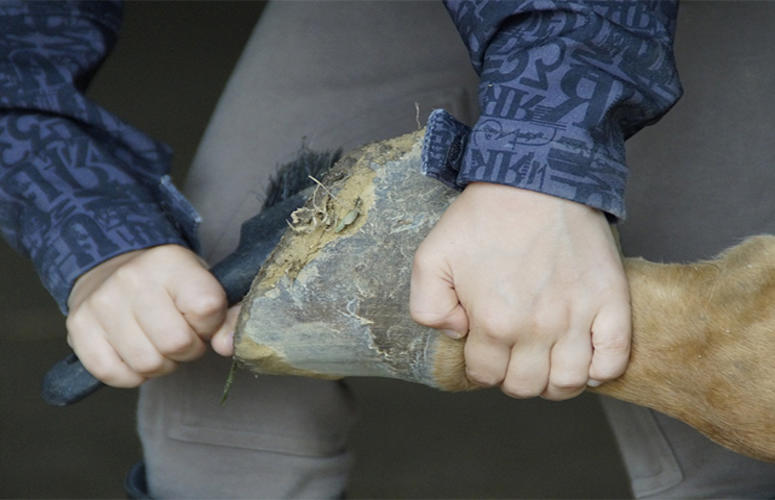 Saiba as dicas para cuidar dos cascos do seu cavalo
