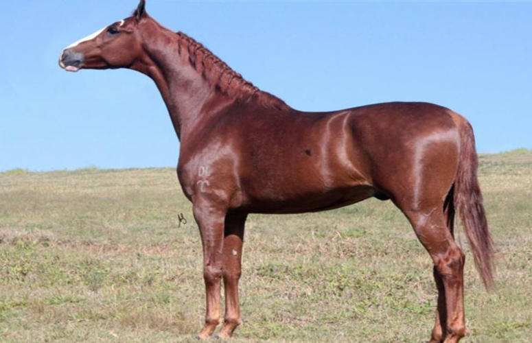 Morre grande garanhão da raça Mangalarga