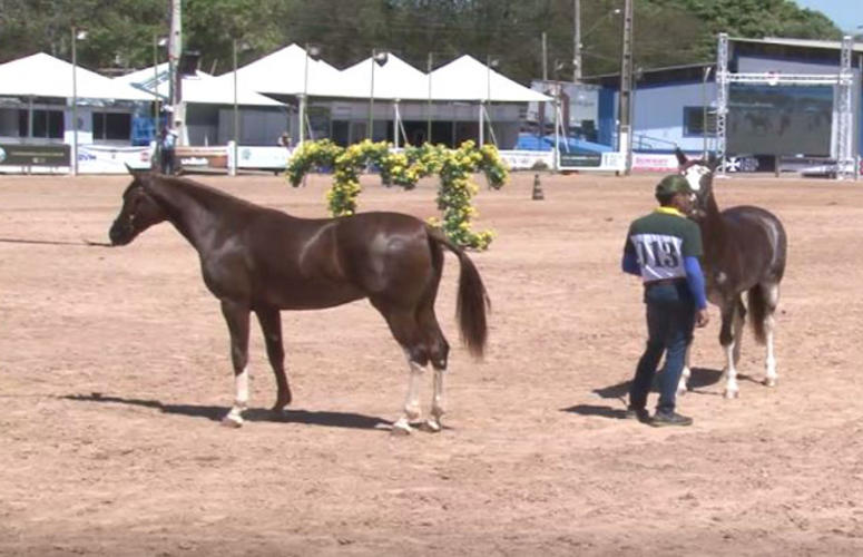 Saiba como foi o primeiro dia da Nacional do Mangalarga