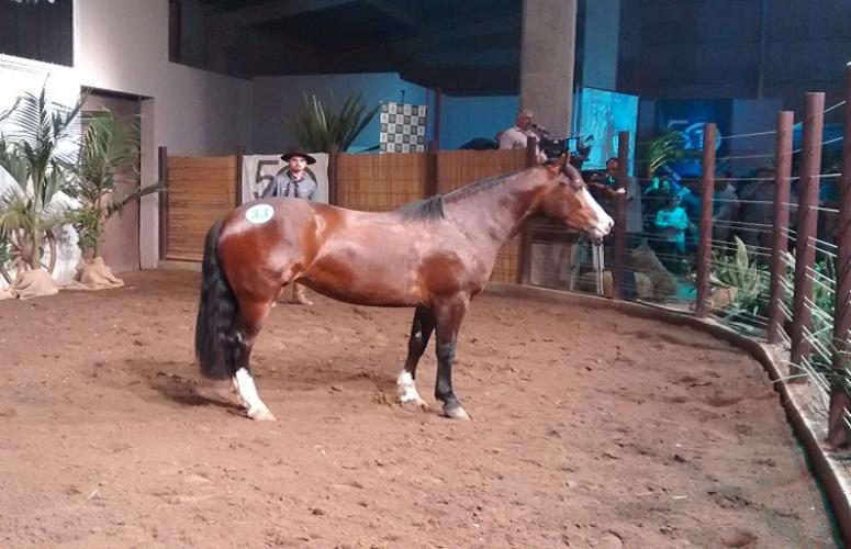 Cabanhas Santa Angélica e Maufer superam R$ 700 mil de faturamento
