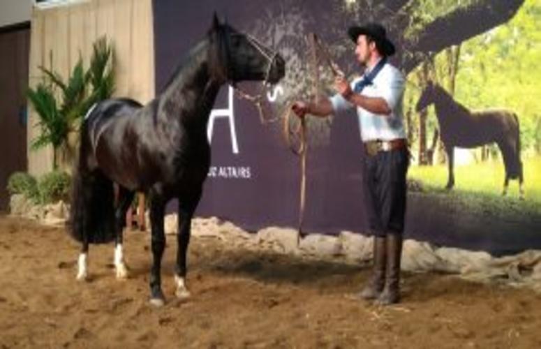 Leilão da Castanheiros ultrapassa R$ 1,1 milhão