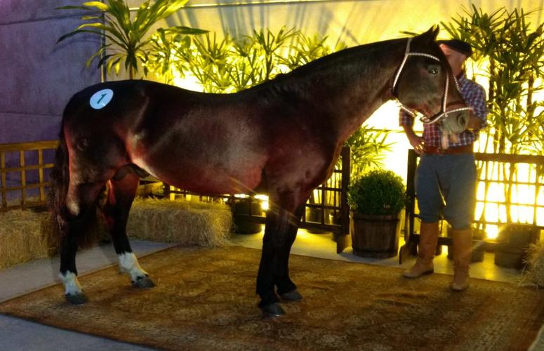 Cabanha Santa Edwiges faz história na raça crioula com faturamento de R$ 8,9 milhões em leilão