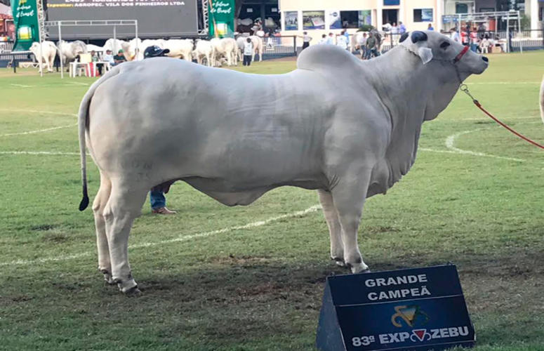 3º Encontro Vila Real reúne animais cabeceira de plantel das principais doadoras do País