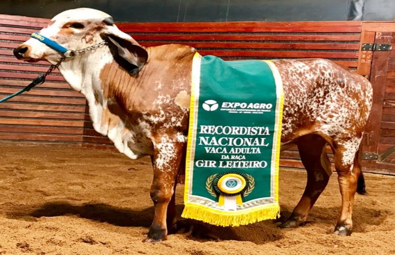 Leilões da 83ª ExpoZebu rompem fronteiras e movimentam cerca de R$35 milhões