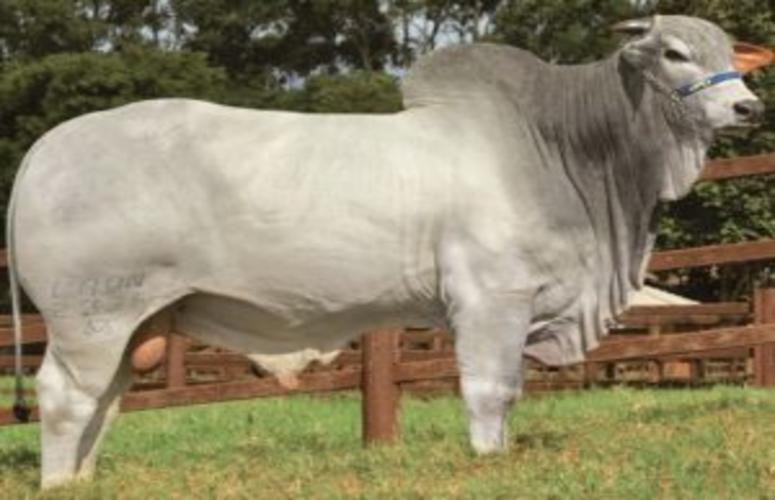 Elite Provada encerra a agenda de leilões presenciais do Canal Rural na ExpoZebu 2017