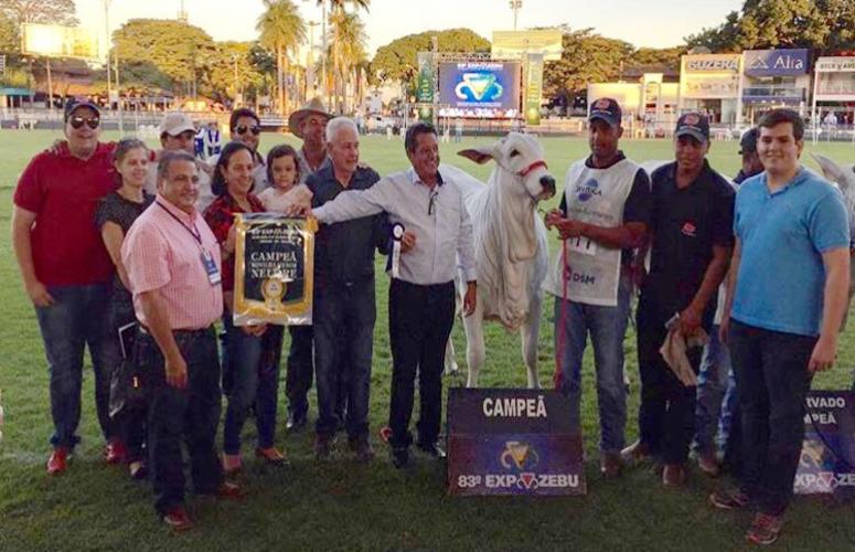 Leilão Raça Forte é palco de animais símbolos da evolução do Nelore