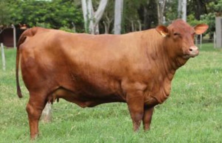 Grama Senepol comemora 18 anos de seleção com um super evento