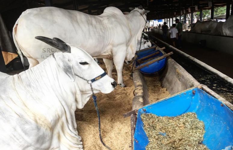 Londrina Fest e Super Mocho Fêmea atingem faturamento de R$ 2 milhões