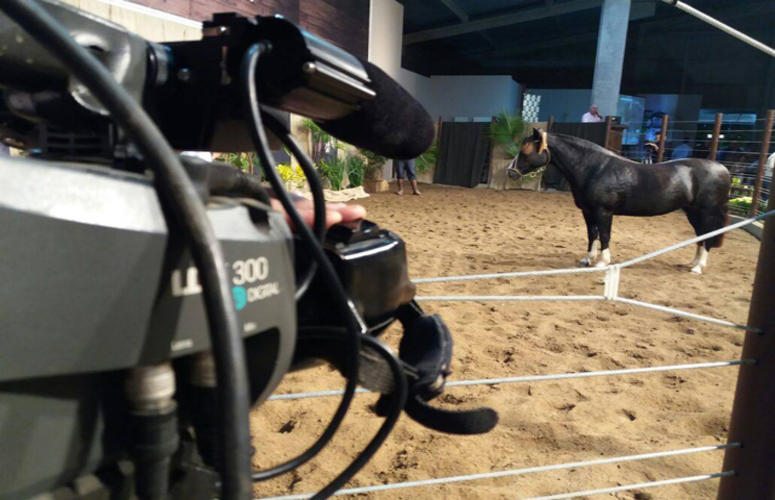 Remates do Bocal de Ouro faturam mais de R$ 4 milhões