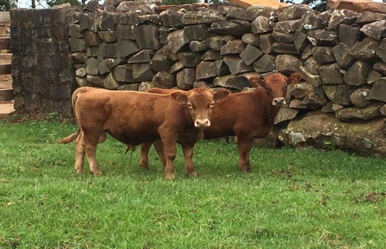 Tamanho não é documento: Mini vaca produz 13 litros de leite por dia e é sucesso em leilão