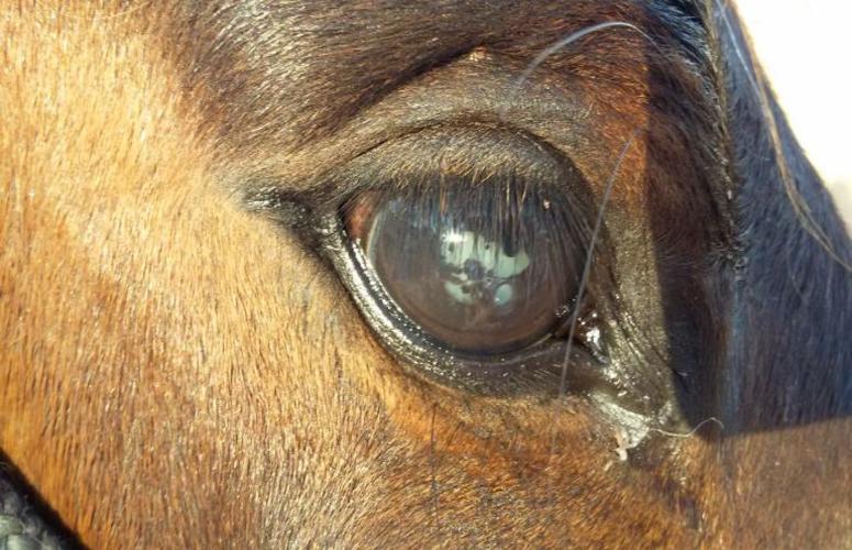Em Minas Gerais: Cavalo cego que seria sacrificado vira destaque nos três tambores