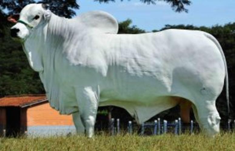 Do sonho de infância para o topo dos Rankings Nacionais do Nelore e do Mangalarga