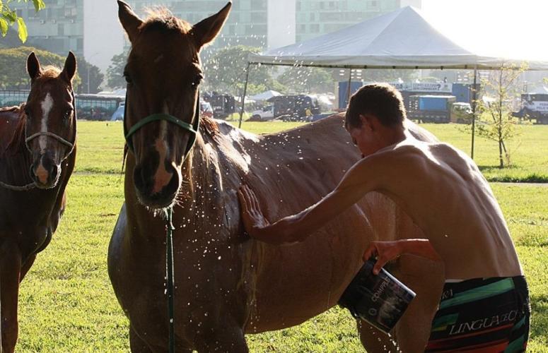 Você sabe por que 16 de março é o Dia do Cavalo?