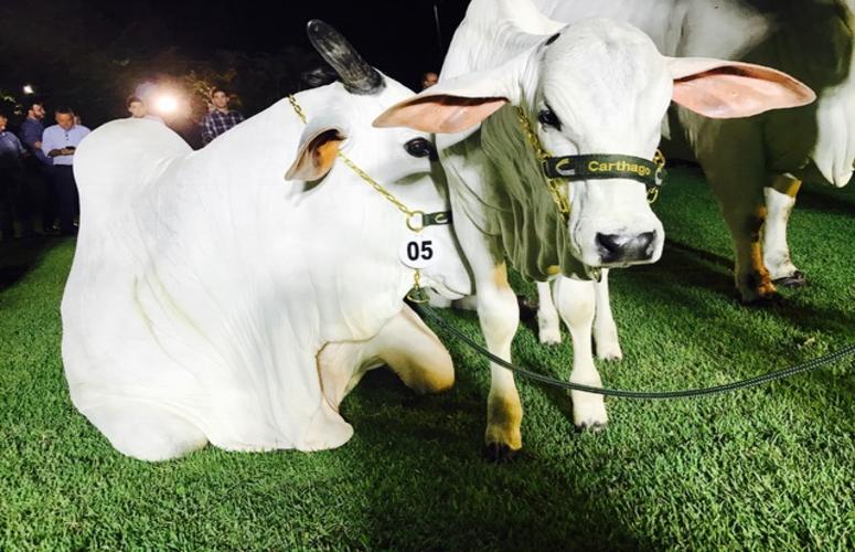 Carthago 2017 movimenta mais de R$ 4 milhões