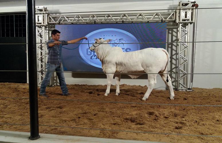Grandes Criadores promove retorno do Nelore PO elite à Expoparanavaí