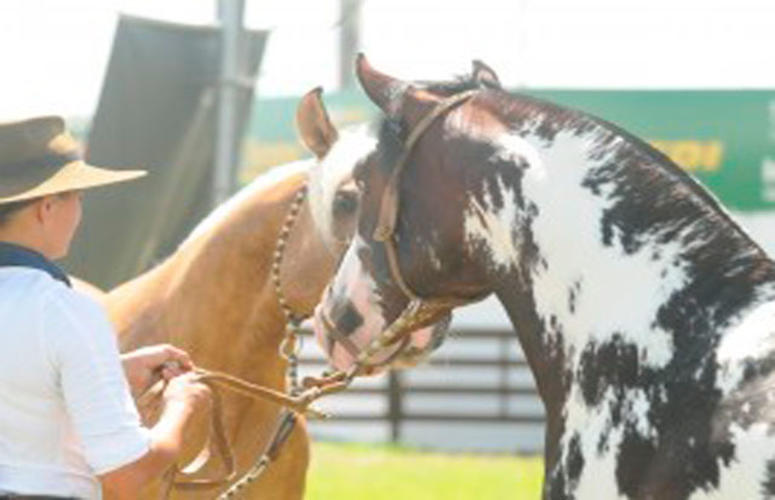 Cavalos com pelagens exóticas são os destaques do Mancha Crioula 2017