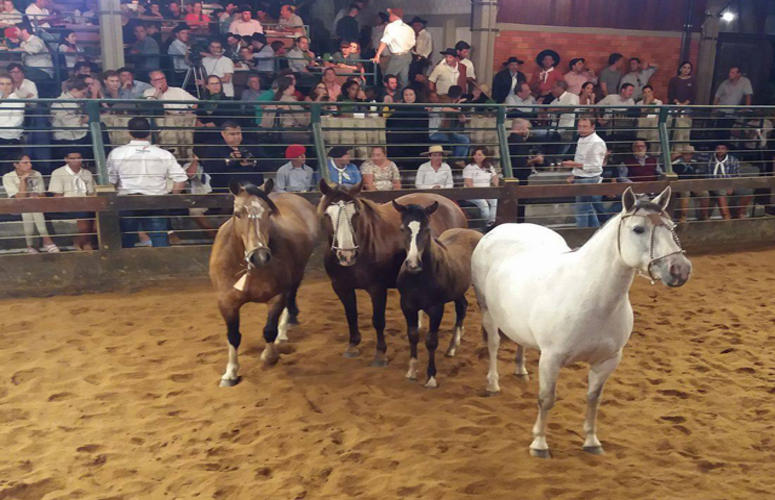 Com mais de R$ 3 milhões em vendas, Cabanha São Rafael promove leilão histórico