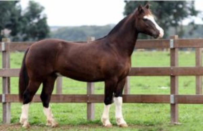 Leilão marca os 30 anos da Cabanha São Rafael