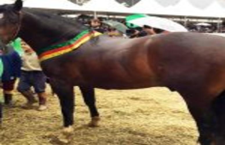 Morfologia: Dinastia Cala Bassa é a grande campeã da Expointer 2016