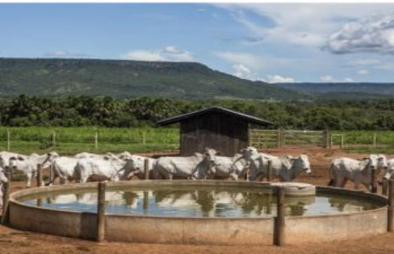 Você sabe como criar gado de corte?