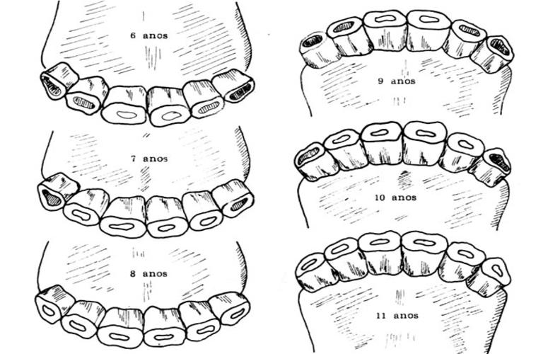Você sabe a idade do seu cavalo?