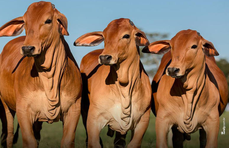 Sindi é destaque na produção leiteira no Norte, Nordeste e Sudeste brasileiro