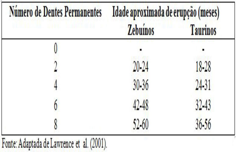 Como descobrir a idade dos bovinos pelos dentes?