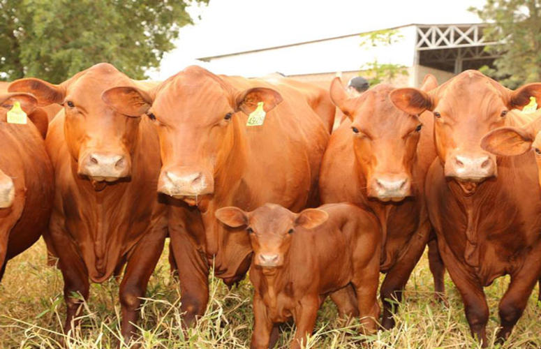 Conheça o sucesso da raça Senepol